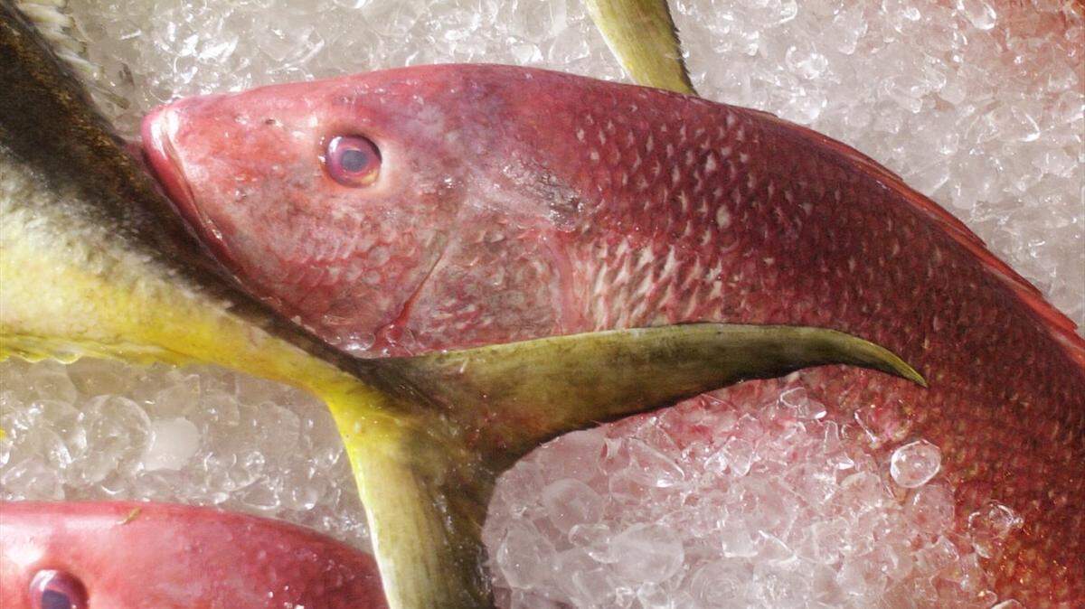 SUN HERALD FILE 
 The DMR's Marine Patrol is cracking down on illegal seafood dealers to ensure that the dealers are licsensed and that the seafood, like redfish, is properly stored.