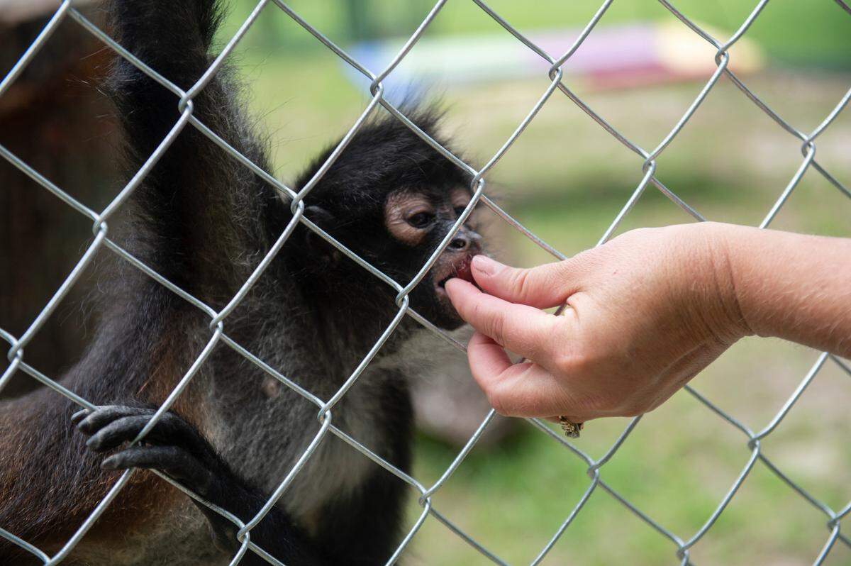 Louie, a spider monkey, is fed a grape at Gulf Coast Primate Sanctuary in Perkinston on Thursday, May 1, 2025.