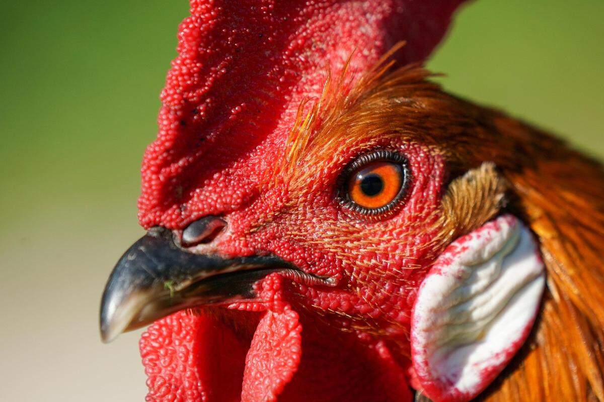 The roosters’ natural defensive character to protect his territory has been turned into an often illegal bloody fighting contest called cockfighting. 