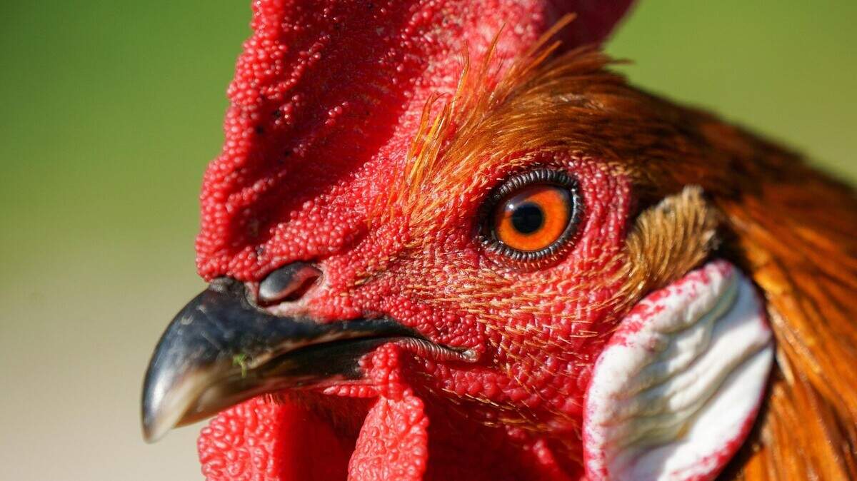 The rooste’rs natural defensive character to protect his territory has been turned into an often illegal bloody fighting contest called cockfighting. MARION ROTTONARA/PIXABAY