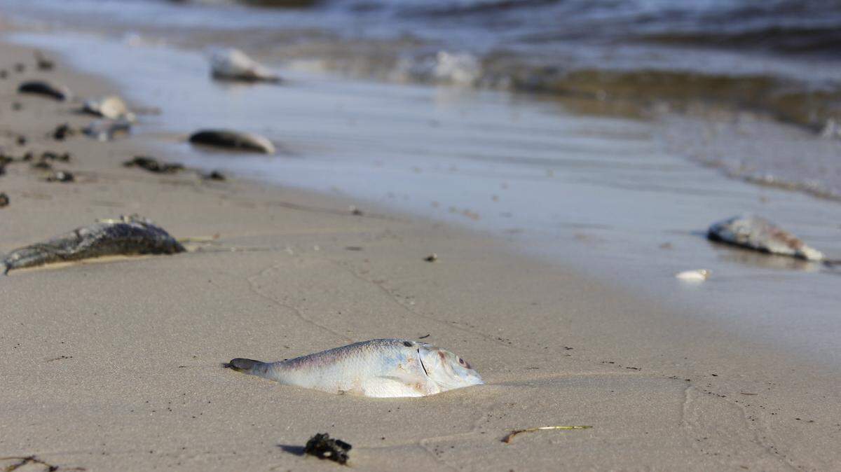 WESLEY MULLER/SUN HERALD 
 Dead marine life covers nearly every yard of sand along Biloxi's shoreline Saturday as a rare toxic algae bloom, which scientists believe could be the worst in history for the area, shut down all beaches and oyster reefs in Mississippi.