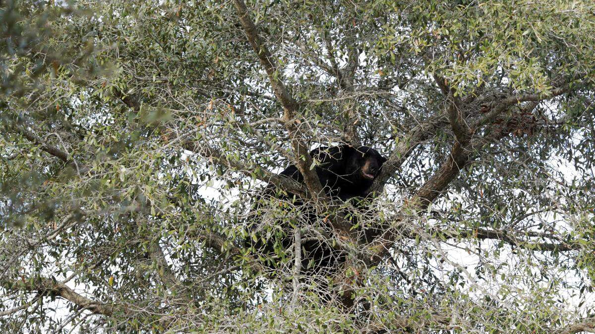 In this Jan. 10, 2014 photo, a large black bear sits in an oak tree, at the entrance to the Emerald Cove subdivision in Apopka, Fla. Residents said it was the first time they'd ever seen a bear near their neighborhood. (AP Photo/The Tampa Bay Times, Melissa Lyttle)