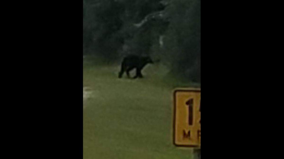 Gautier’s City Park Ranger Clark Gautier encountered this black bear while mowing the side of an access road to the boat launches at Shepard State Park in Gautier about a week ago. The city is warning campers to camp at their own risk.