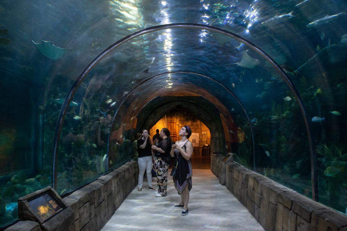 A guest looks up at a tank visitors can walk under in the Great Maya Reef exhibit at the Audubon Aquarium in New Orleans on Tuesday, June 6, 2023.