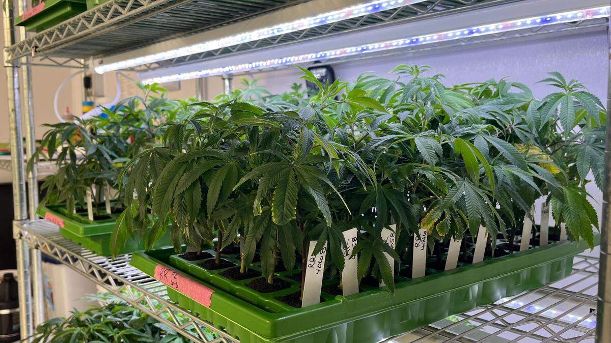 Cannabis plants grow on a shelf at Southern Therapeutics in Gautier.