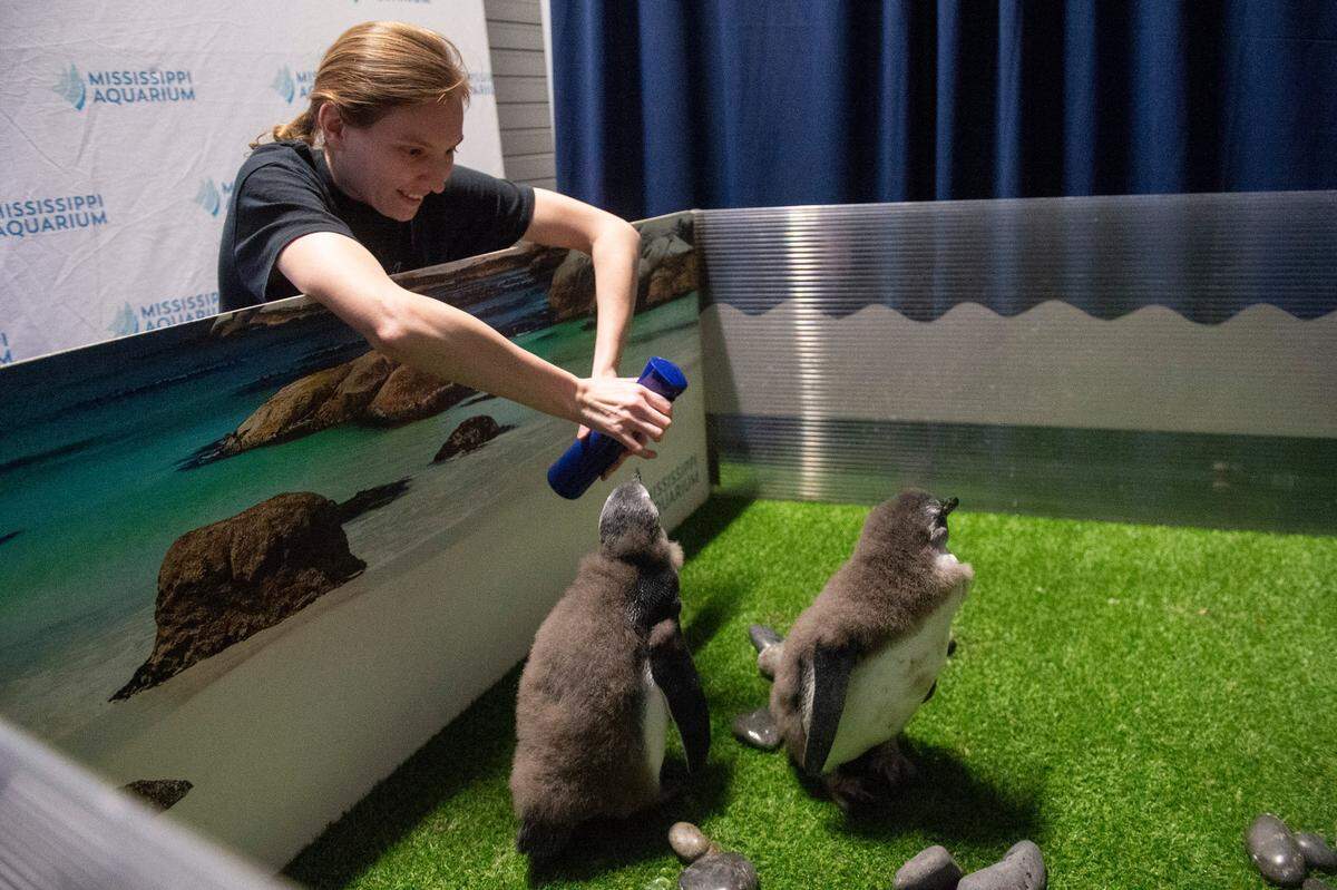 An aquarium worker mists baby African penguins with water while they’re temporarily on exhibit for the first time at the Mississippi Aquarium on Saturday, March 22, 2025.