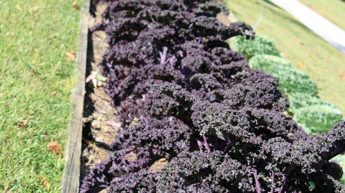 GARY BACHMAN/MISSISSIPPI STATE UNIVERSITY EXTENSION SERVICERedbor kale is a long-lived plant. The frilly leaves are a solid purple-red that intensifies as the temperatures get colder during the winter.