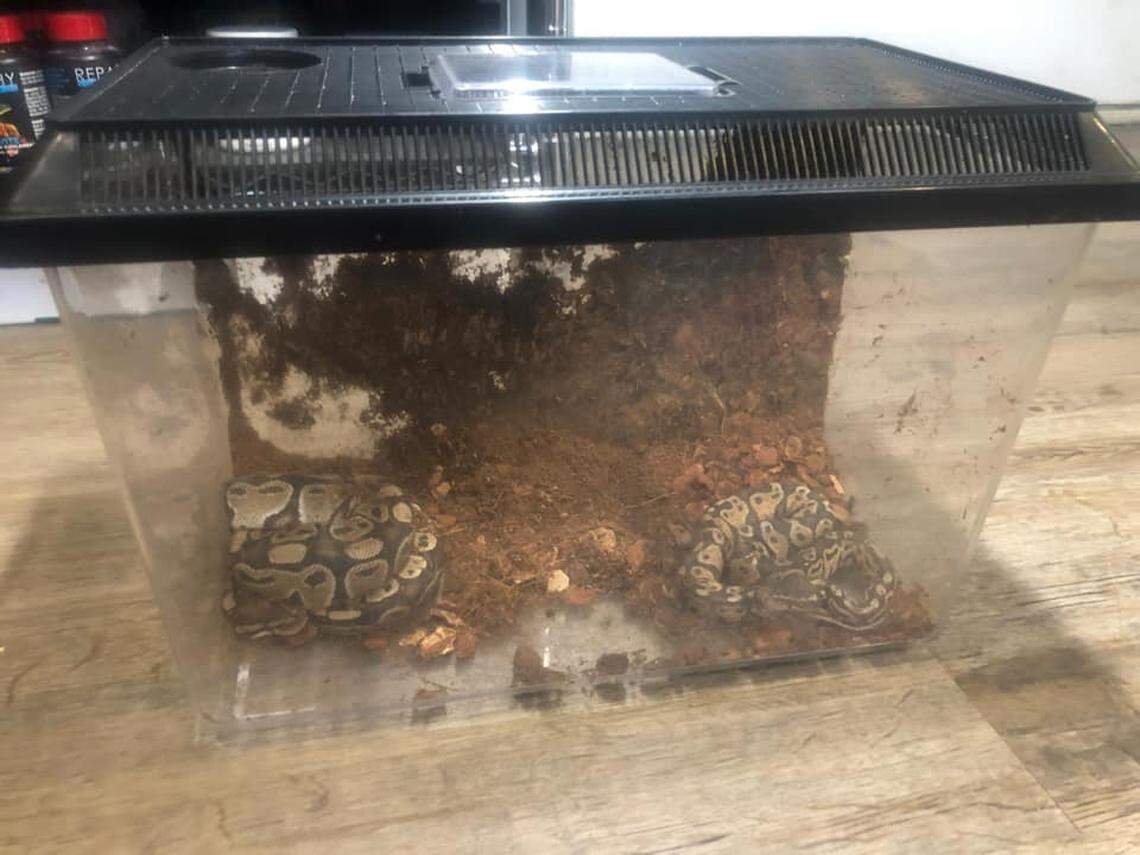 A mushroom forager is credited with saving two ball pythons abandoned in a Durham, North Carolina forest, a reptile rescue group says.&nbsp;