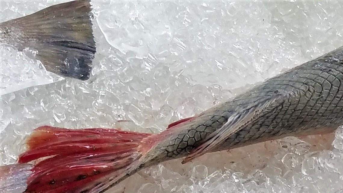 Alligator gar snaps up attention on first day of the Mississippi Deep Sea Fishing Rodeo