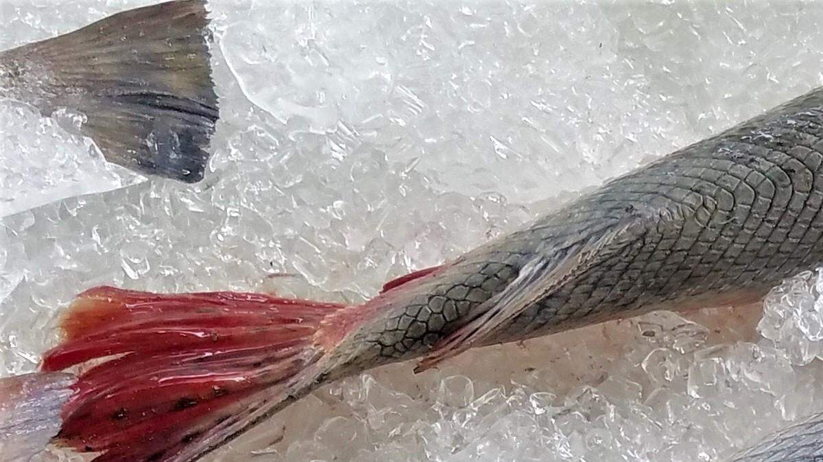 Preston Cuevas of Kiln caught a 77-pound, 6-foot gar on Friday morning behind the Bay St. Louis Municipal Harbor.