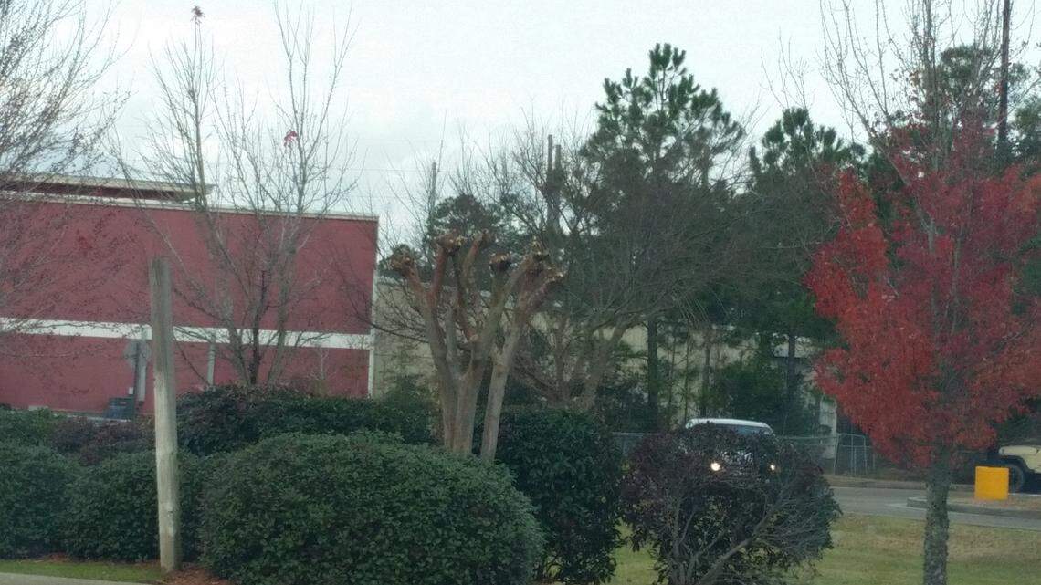 Gary Bachman: Prune crape myrtles, but don't butcher them 