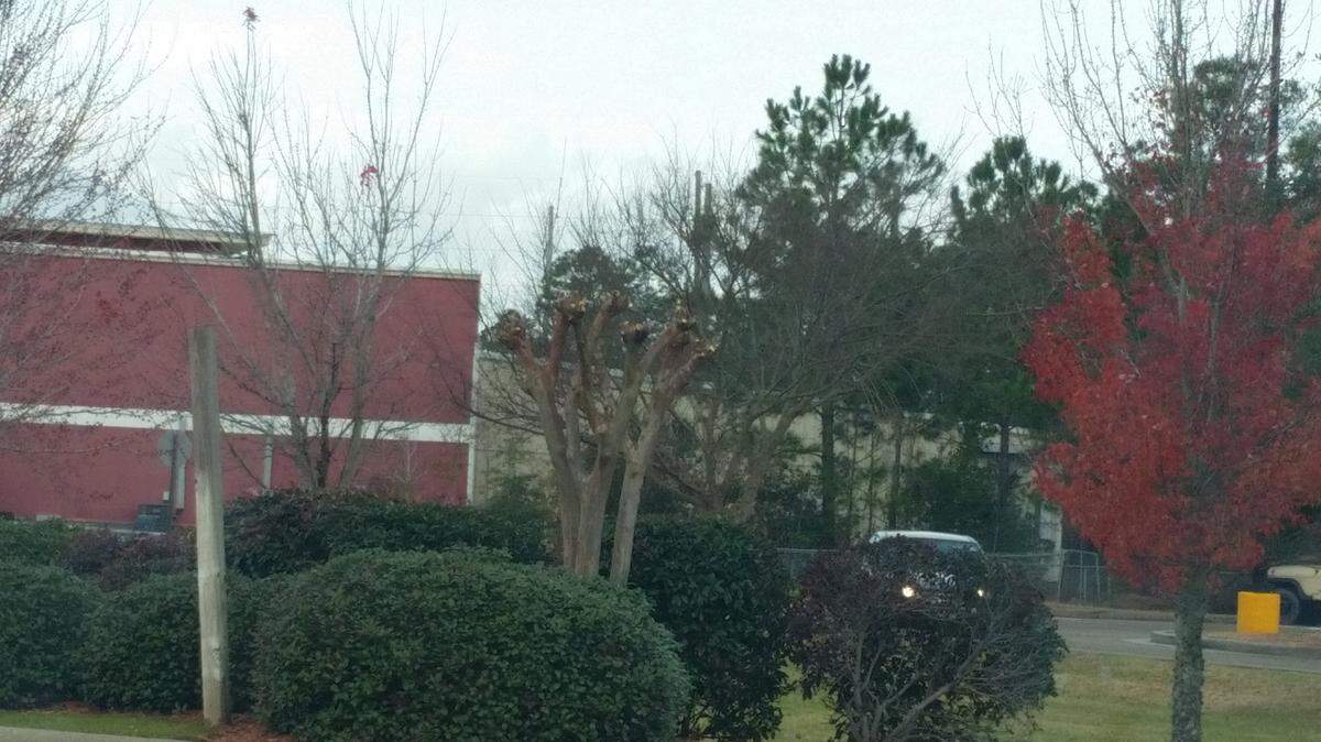 GARY BACHMAN/MISSISSIPPI STATE UNIVERSITY EXTENSION SERVICEFebruary marks the beginning of crape myrtle season. Contrary to popular belief, crape myrtles do not need to be pruned every year. If pruning is necessary, never do so before February.