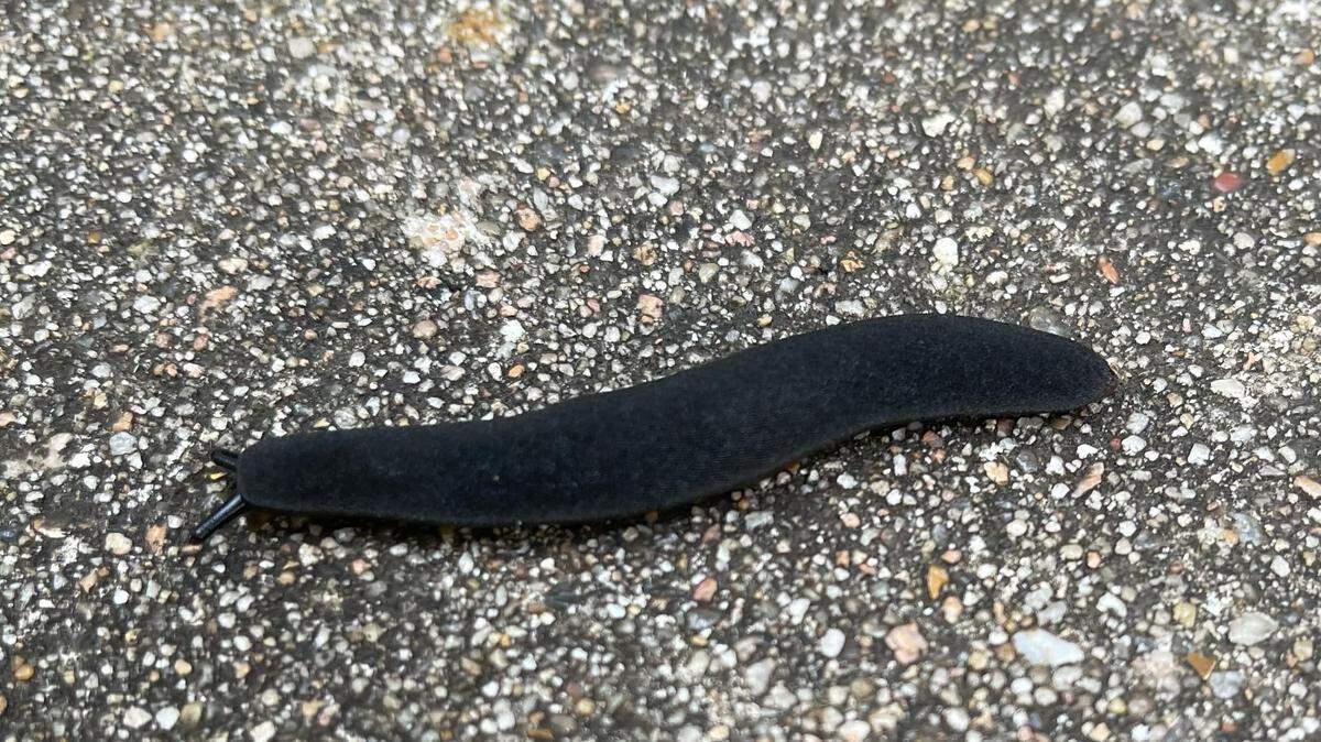 The matte-black slug can grow up to 3.5 inches long and stands out from many native species, which typically have lighter markings or colorful spots if they are dark in color.