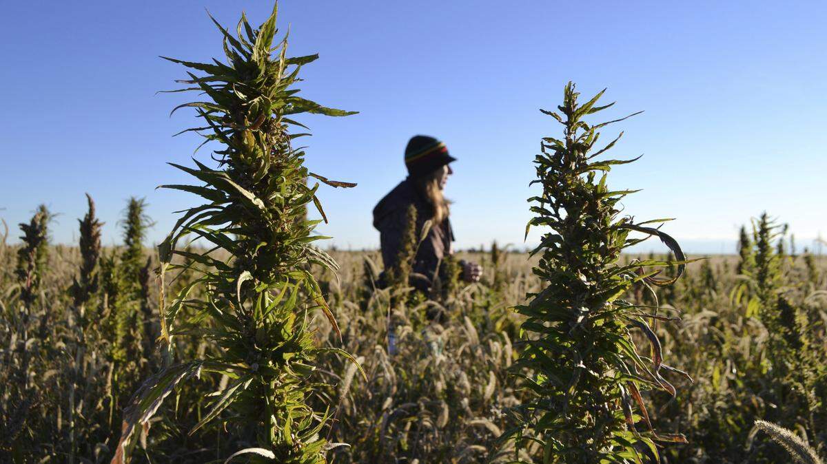 In this Oct. 5, 2013 file photo, a woman stands in a hemp field at a farm in Springfield, Colo.