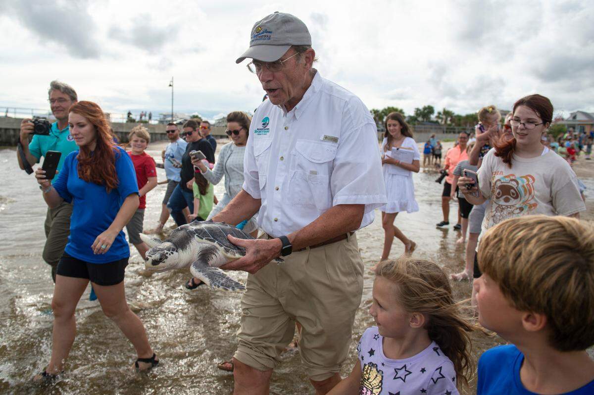 Lieutenant Governor Delbert Hosemann carries a Kemp’s ridley sea turtle also named Delbert into the Mississippi Sound.