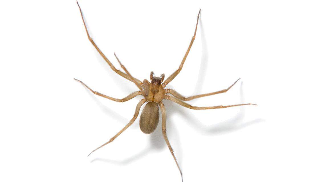 Dangerous spiders getting more active in MS as weather warms. Here’s how to spot them