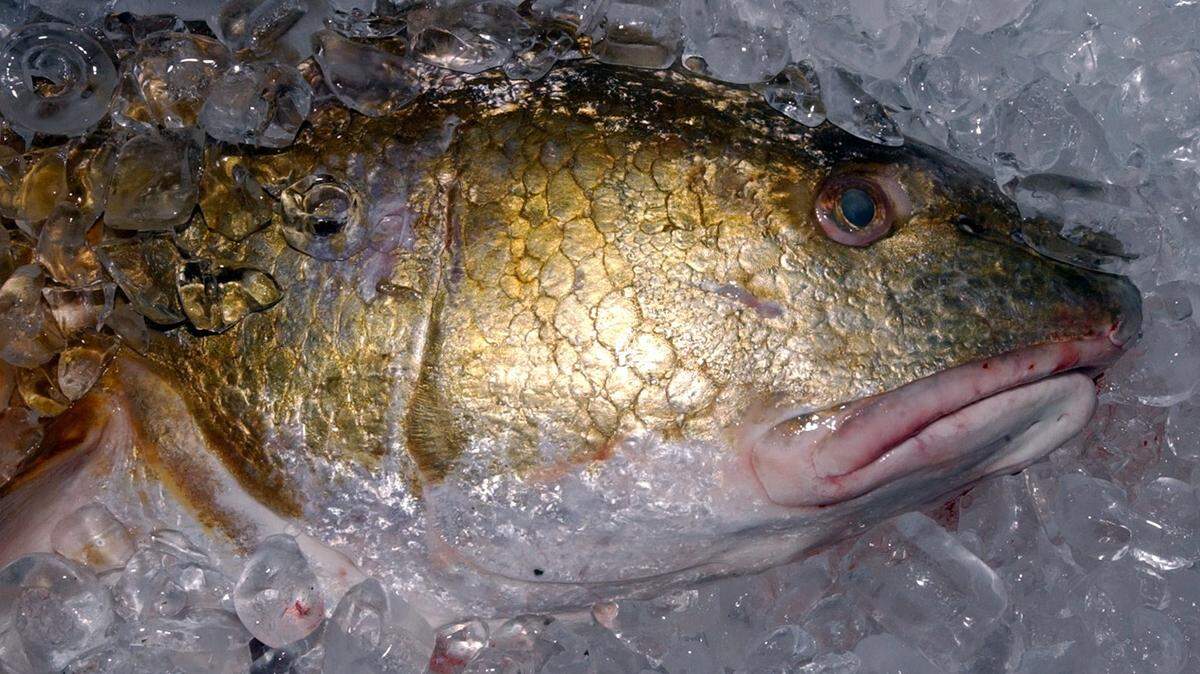 Redfish can be found in Mississippi Coastal waters.