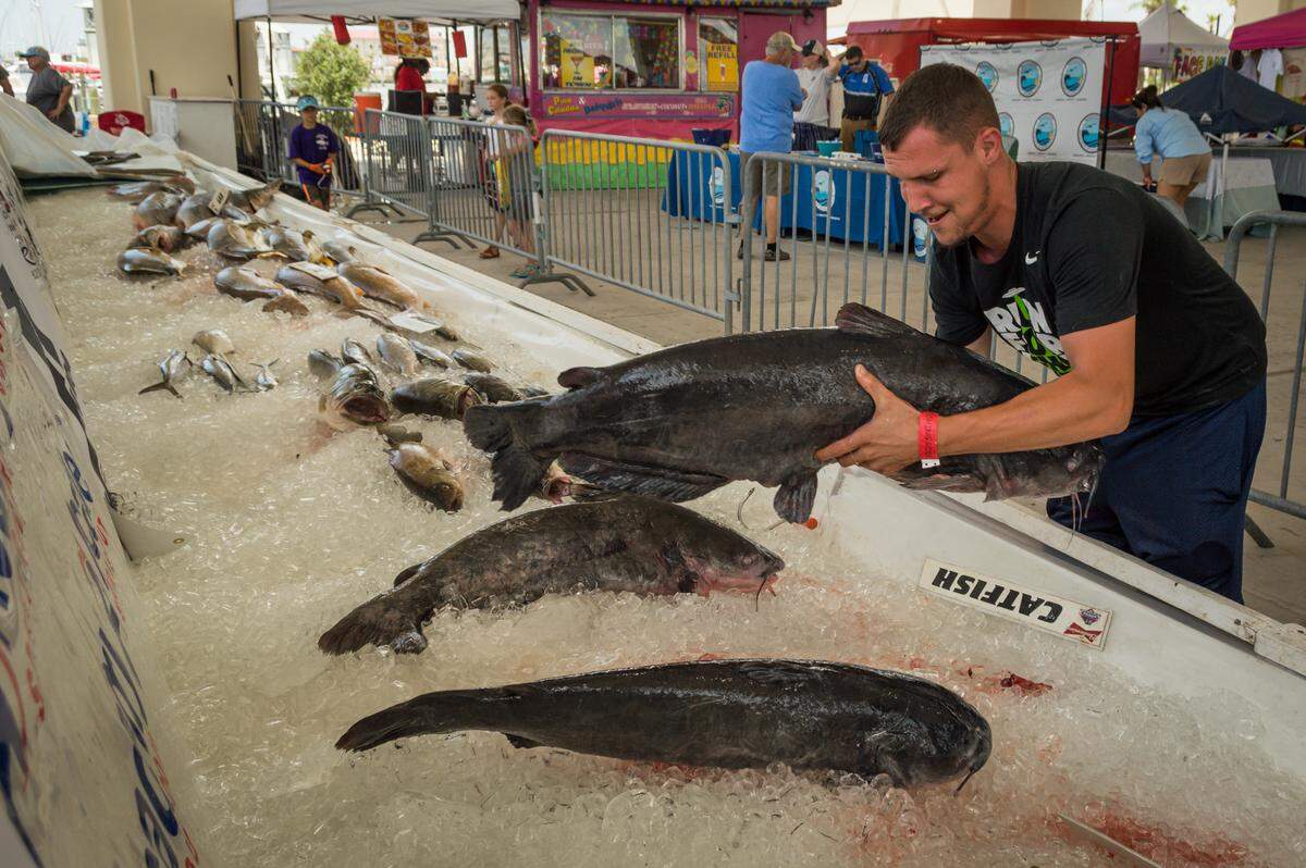 A blue catfish it placed on ice and for display at the Mississippi Deep Sea Fishing Rodeo in Jones Park.