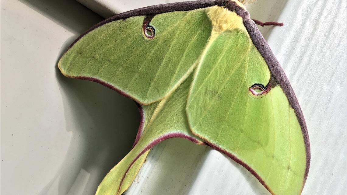 A moth is much more than a flame-lover