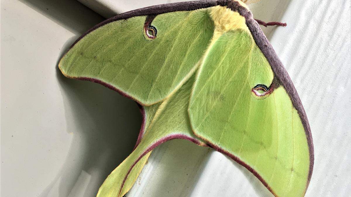The Luna Moth, as a winged adult, can live up to a week before it mates, lays eggs and the life cycle begins again. Like most moths it is is mostly seen at night. It's wingspan can be up to 4 1/2 inches, making it one of North America's largest moths.