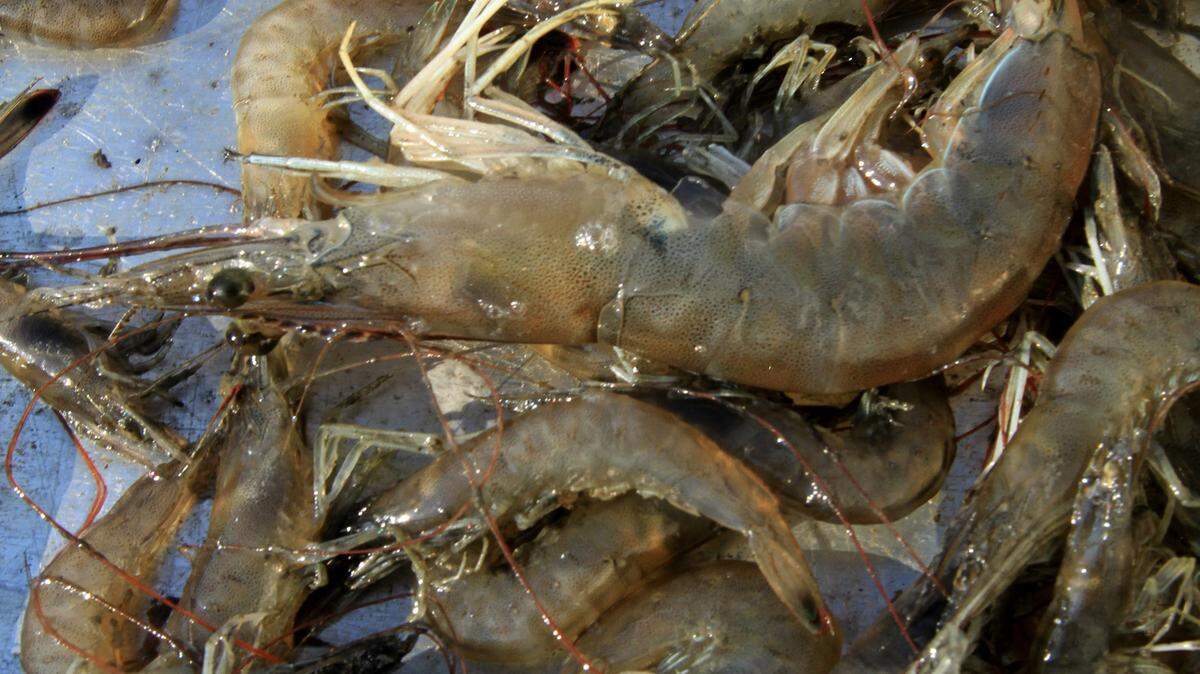 JAMES EDWARD BATES/SUN HERALD/FILE 
 
 A watchdop group has put Mississippi-caught shrimp on an avoid list because some shrimpers use a skimmer net, which does not use a turtle-excluder device.