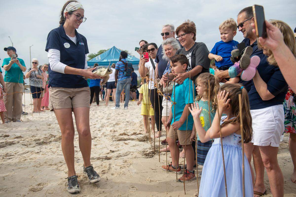 A Mississippi Aquarium worker carries a Kemp’s Ridley sea turtle into the water as it is released into Mississippi Sound in Biloxi on Thursday, April 18, 2024. The sea turtles are rehabilitated by the Mississippi Aquarium after suffering from cold stunning and then released.