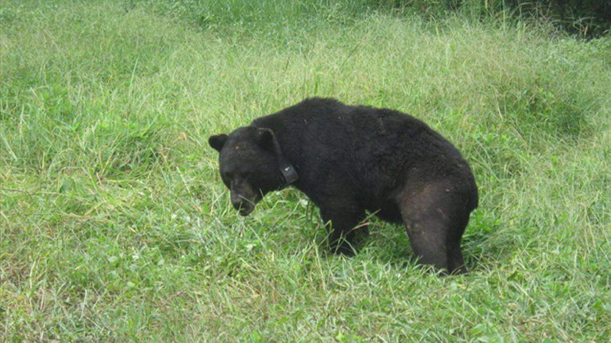 DEPARTMENT OF WILDLIFE, FISHERIES & PARKS 
 State wildlife officials would like to collar all black bears, an endangered species, to track them and learn more about them.