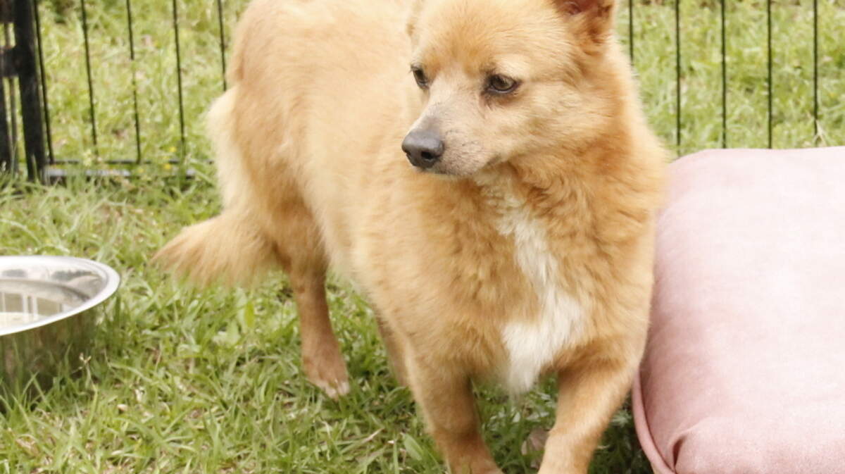 Duke, a friendly little 3-year-old terrier, is a rescue through the Stone County SPCA and will be available for adoption at PetSmart D'Iberville on Saturday along with other rescue dogs from the Stone County SPCA. The Stone County SPCA is at 1989 Highway 26 West, Wiggins. The phone number is 601-928-1930, and hours of operation are 9 a.m. to 3 p.m. Monday through Saturday. Visit their website, stonecountyspca.org, to see all the animals available for adoption. General guideline for adoption rates: Cats are $35, kittens $60, puppies and small dogs are $80, large dogs are $60.