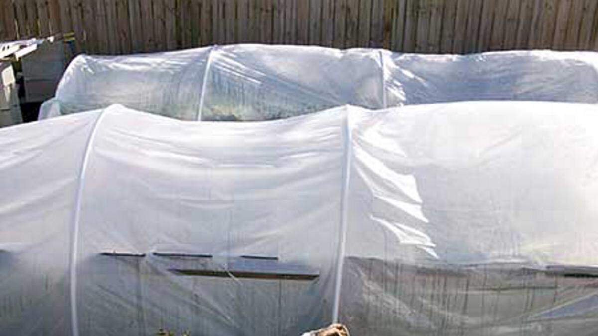 GARY BACHMAN/MISSISSIPPI STATE UNIVERSITY EXTENSION SERVICEUse plastic pipe and plastic sheeting to make easy, small greenhouse structures to provide winter cold protection.