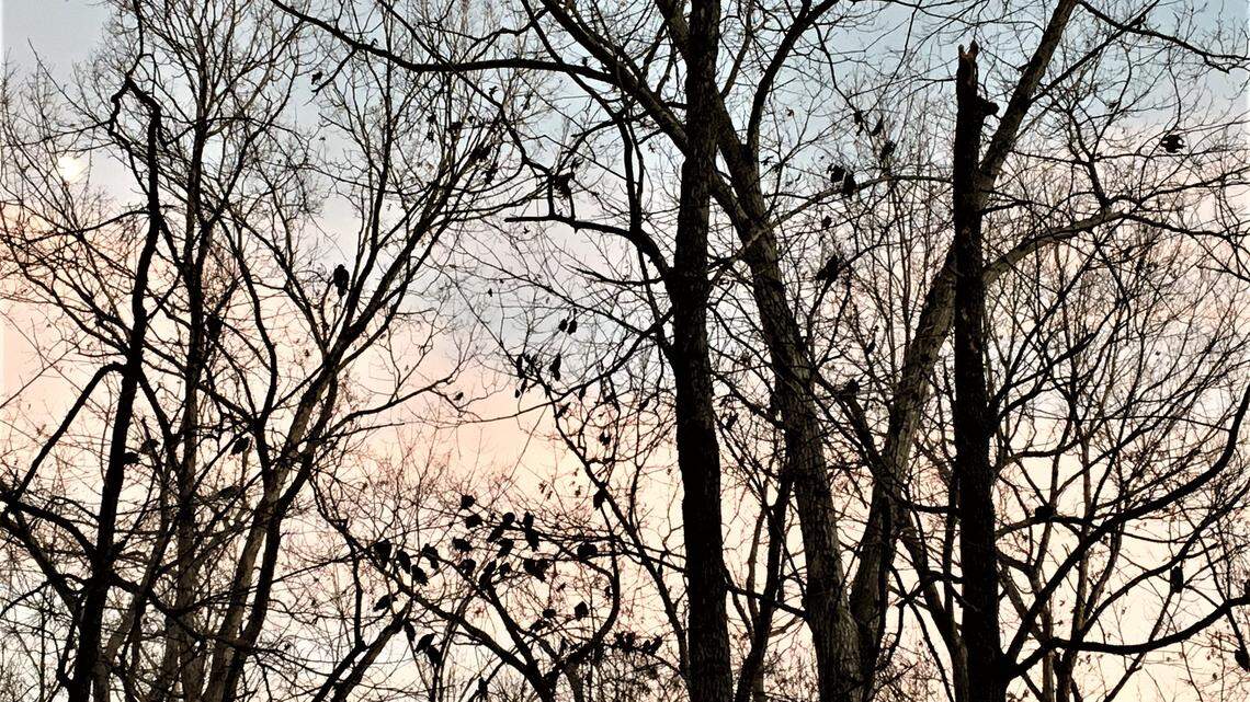 Kat Bergeron: Here’s the cool things I learned about buzzards