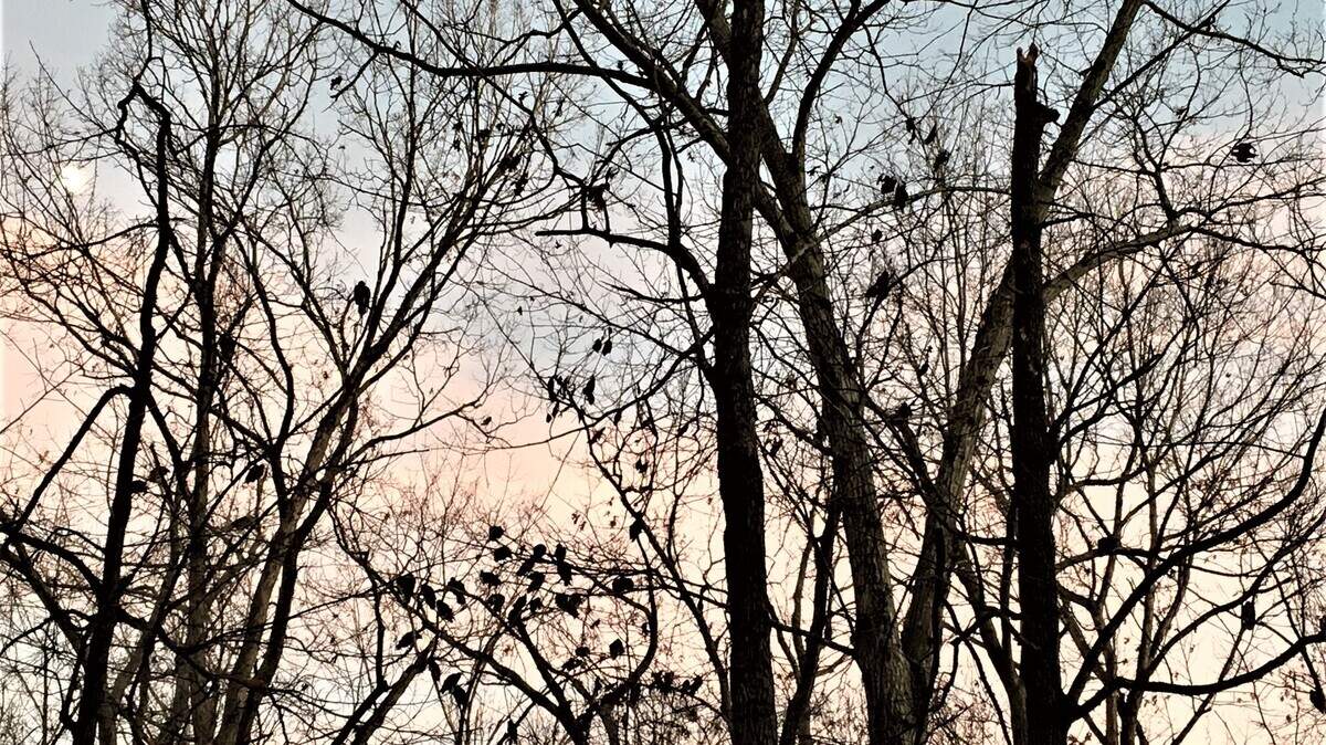 Can you spot the 30+ buzzards roosting in the trees? Skittish by nature, these Black Vultures fly away if anyone seeks a closer view. They camouflage so well in darkening skies that it’s difficult to differentiate between them, squirrel nests and clumps of late-falling leaves. (Credit: Kat Bergeron.)