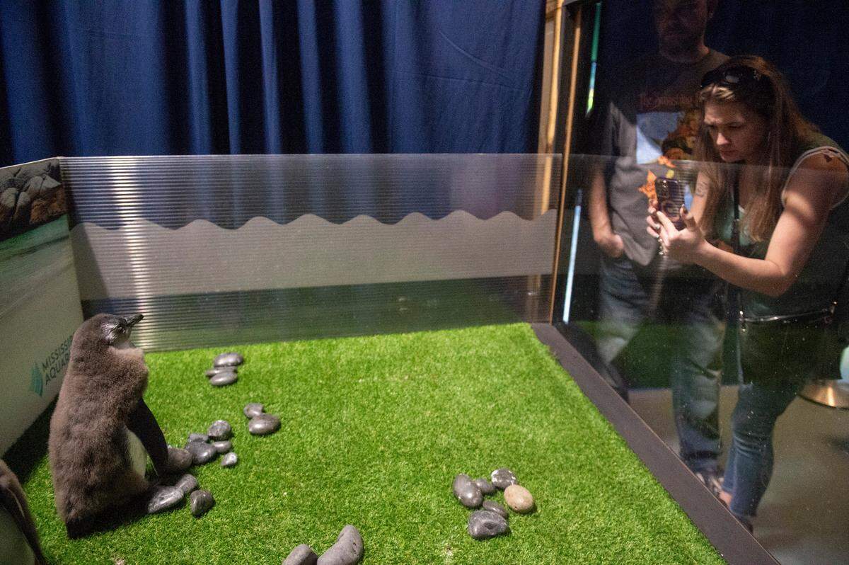 Visitors take a look at baby African penguins in their makeshift habitat at the Mississippi Aquarium on Saturday, March 22, 2025. The aquarium is raising funds to eventually build a permanent larger habitat for them.