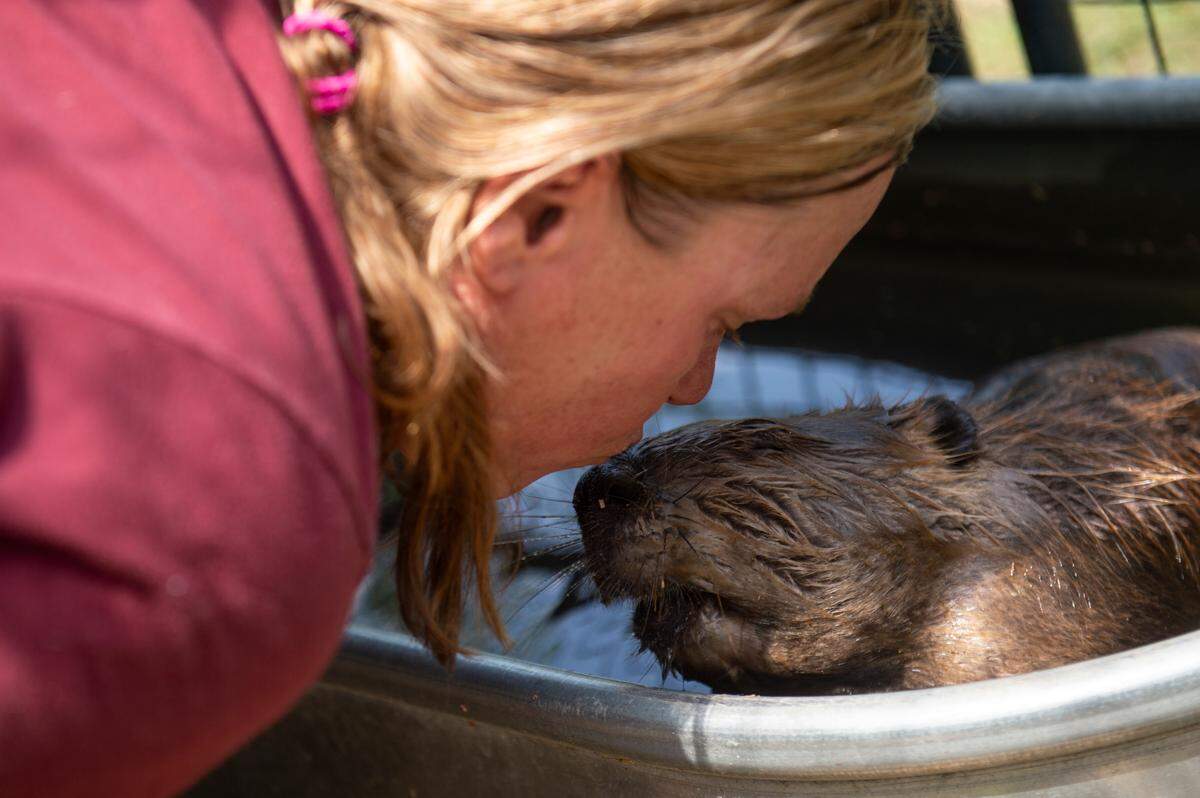 Holley Muraco gives Tulip, one of the beavers being rehabilitated at Muraco’s property, a kiss on Thursday, Aug. 15, 2024. Muraco has been caring for Tulip for almost two years — since Tulip was a kit — as Tulip recovers from pneumonia and a skin infection.