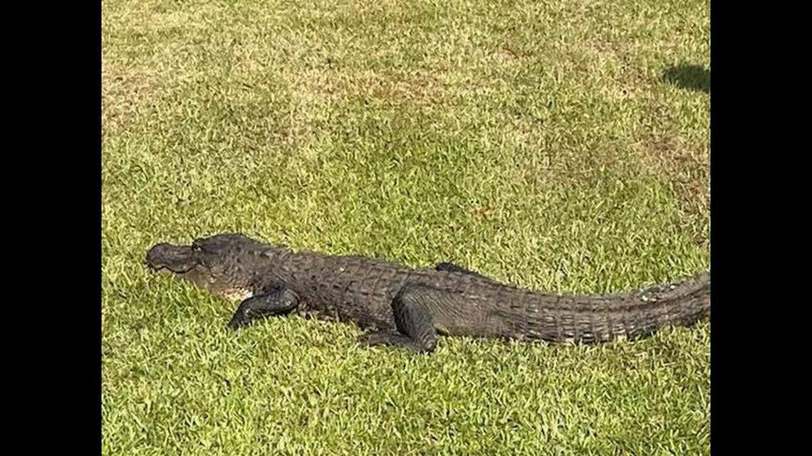 This is the alligator found outside a social services office in New Augusta, Mississippi, officials say.