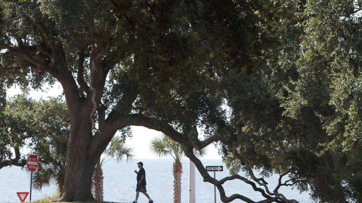 JOHN FITZHUGH/SUN HERALDA pedestrian passes under one of the old Live oaks being saved on the U.S. 90 property in Biloxi where Hyatt Place hotel is being built.