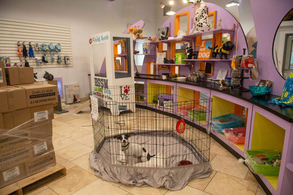 Darling, a rat terrier brought in earlier that day, sits in a pen in the lobby at the Humane Society of South Mississippi in Gulfport on Thursday, July 7, 2022. Hundreds of dogs are currently being taken care of at the Humane Society, with some of them having to be held in non-traditional spaces due to space constraints.