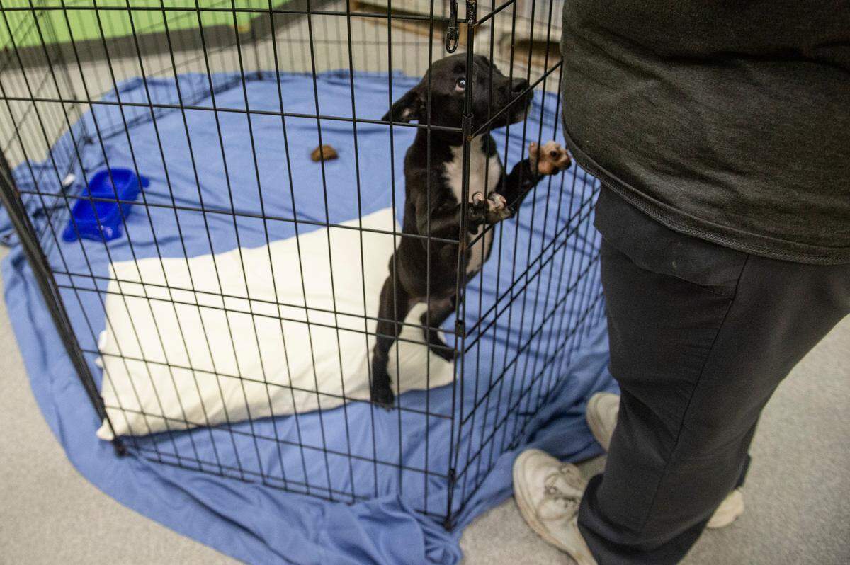 A puppy looks up at adoption counselor Sarah Bowden as she leads potential new adopters around at the Humane Society of South Mississippi in Gulfport on Thursday, July 7, 2022.