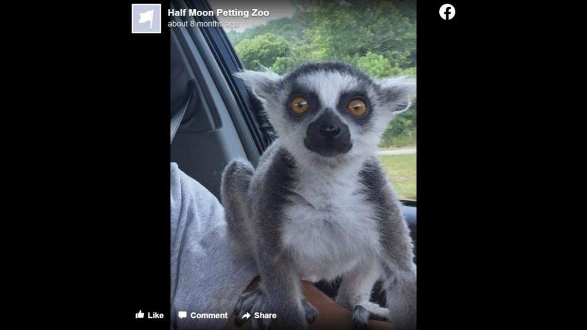 A toddler was injured when he was attacked by lemurs at Half Moon Petting Zoo in Bogart, Georgia, on March 19, state authorities said. The lemur pictured was not involved in the attack.