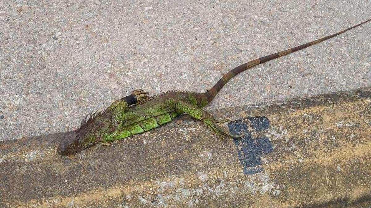 A bound iguana was found May 2 in Metairie, La.