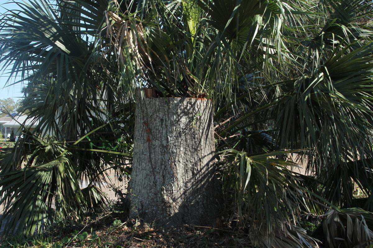 The city of Biloxi ordered removal of two Live oaks, two water oaks and two red cypress on Howard Avenue east of downtown for an infrastructure project.