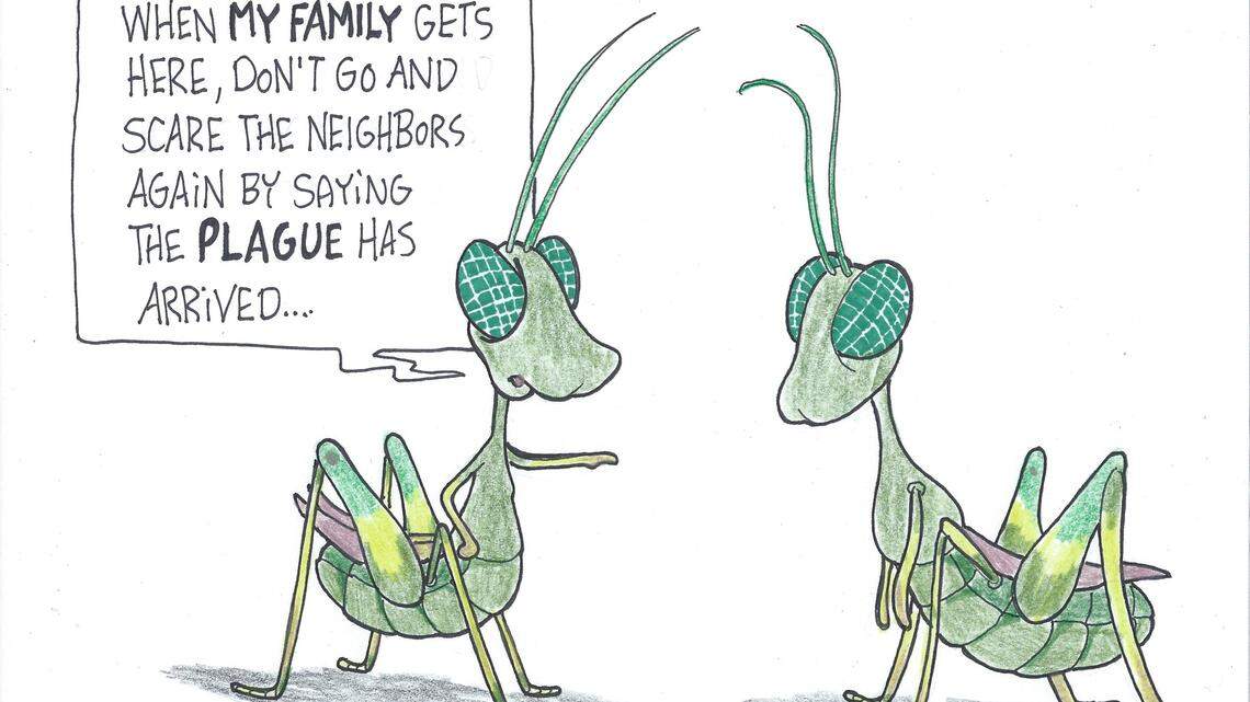 Lubber grasshoppers easier to control when young 