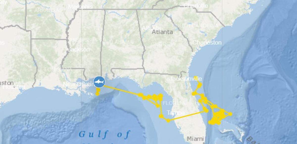 The OCEARCH Global Shark Tracker shows Hanna swam 2,000 miles from Jacksonville, Florida to Biloxi.