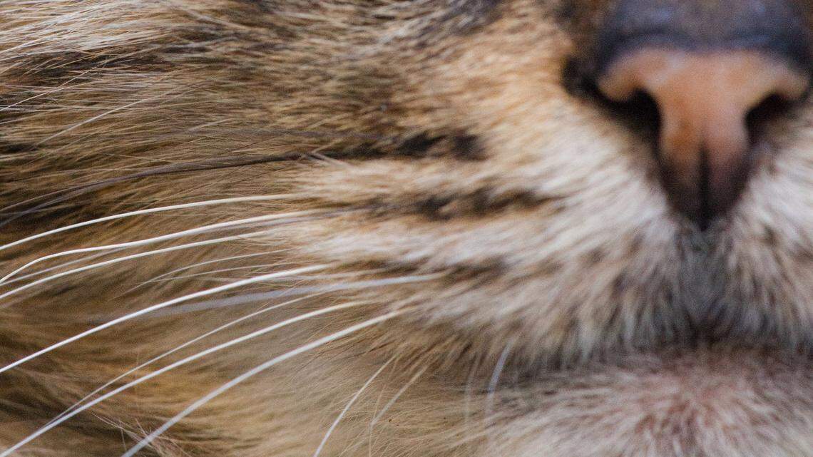 The resident began taking care of the kitten, officials said.