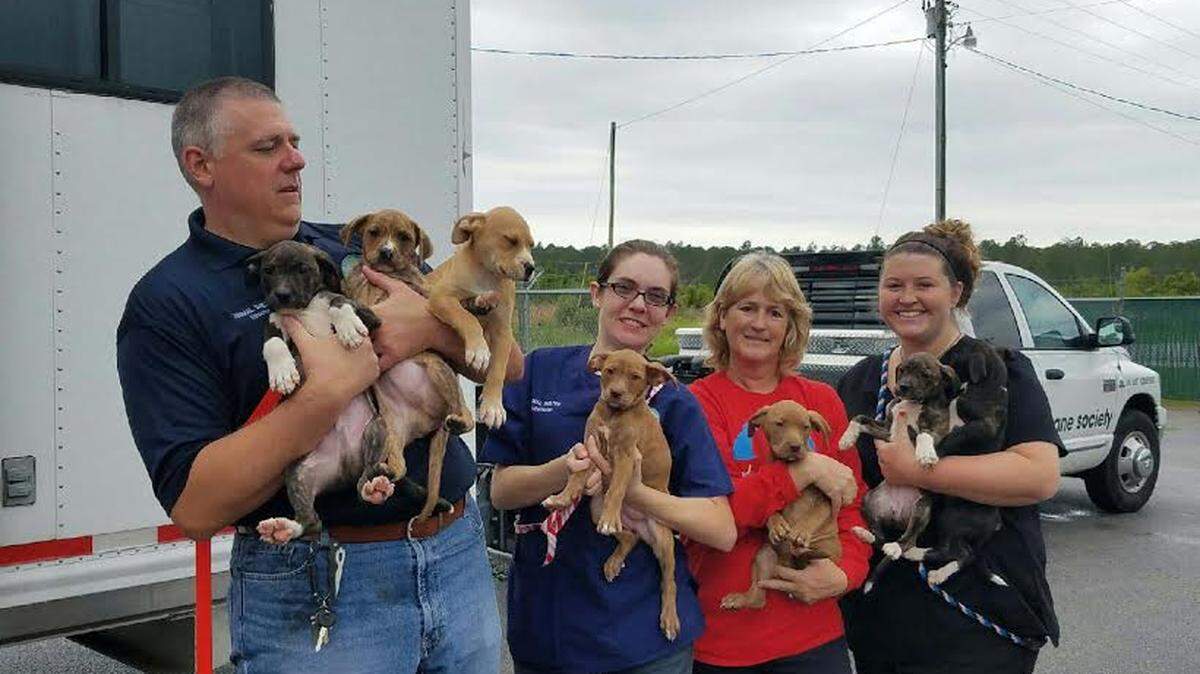 COURTESY JACKSON COUNTY ANIMAL SHELTER Joe Barlow, Dr. Megan Craven, Audrey Brickson, Brooke Monk hold a litter of puppies that are headed North.