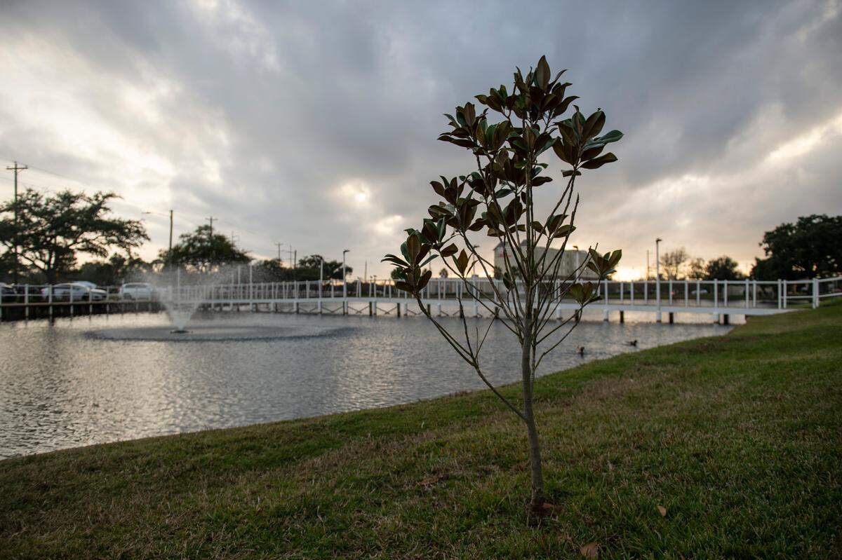 A magnolia tree, planted in honor of Sison’s late son, near the pond at Singing River Pascagoula on Wednesday, Dec. 15, 2021.
