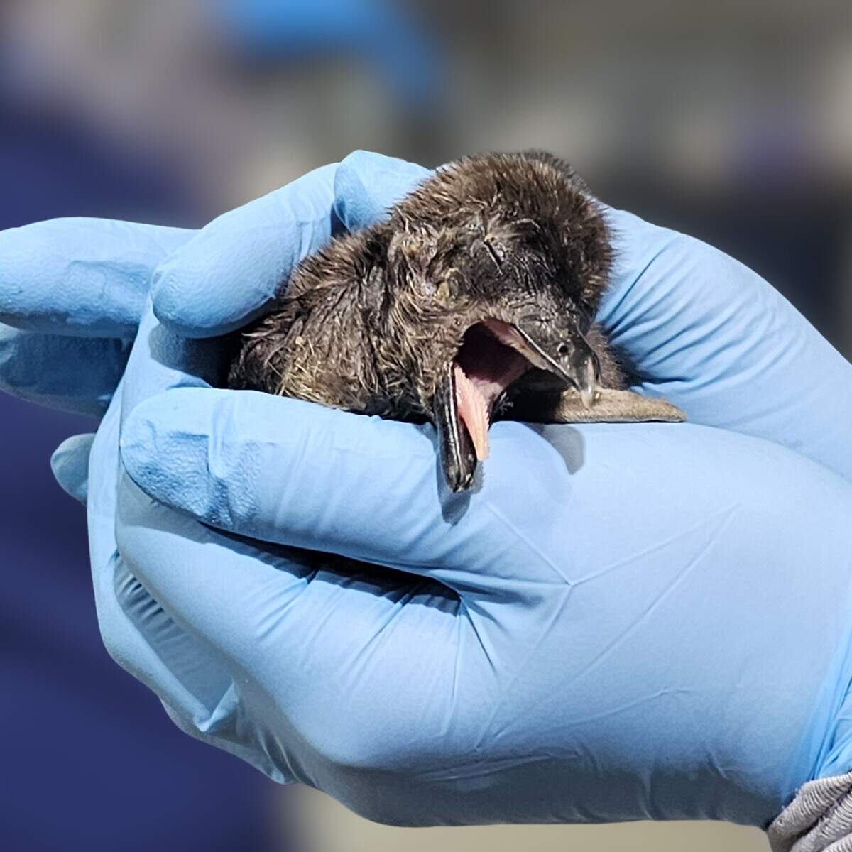 African Penguin Chick 2 is held two days after its birth at the Mississippi Aquarium in Gulfport.