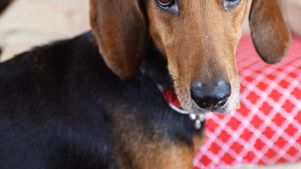 Vixen (30916662), a 5-year-old female hound mix, is a Lonely Heart and the featured pet of the week for the Humane Society of South Mississippi, 2615 U.S. 49, Gulfport. For details about adopting a pet, call 863-3354 or check out hssm.org. All animals adopted through HSSM are spayed/neutered, given shots and are microchipped. Other pets are also available at the Hancock County Animal Shelter, 7175 Texas Flat Road, Kiln, 466-4516, or the Jackson County Animal Shelter, 4400 Audubon Drive, Gautier, 497-6350. Contact each shelter for adoption fees.