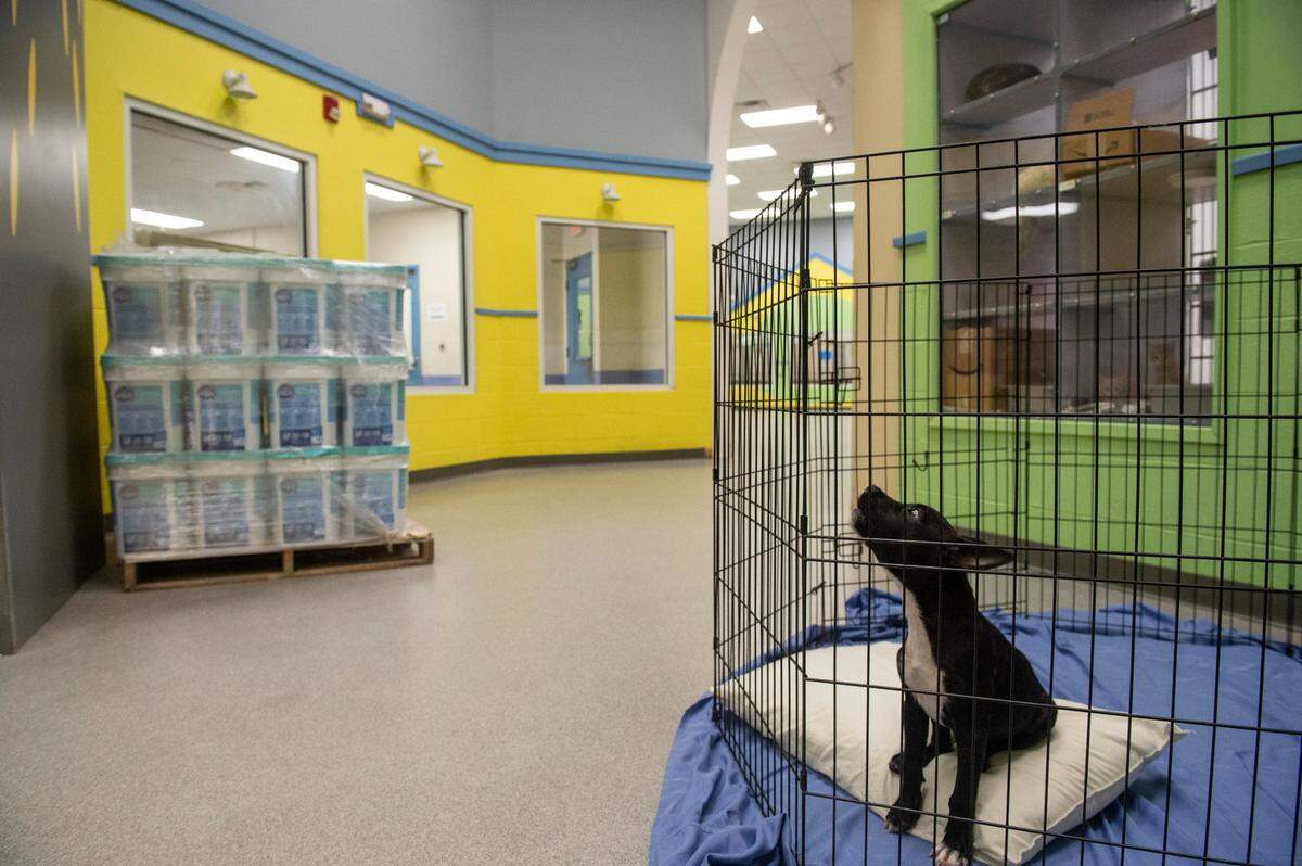 A puppy sits alone in a pen in the hallway at the Humane Society of South Mississippi in Gulfport on Thursday, July 7, 2022. Due to the influx of animals, many are being kept in kennels that had to be added in the hallways.