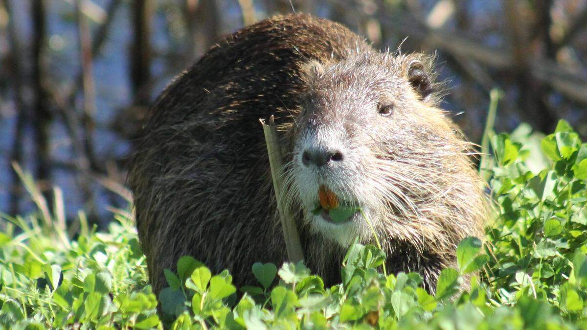 The U.S. Fish and Wildlife Service encourages eating certain invasive species, including nutria, found in Mississippi.