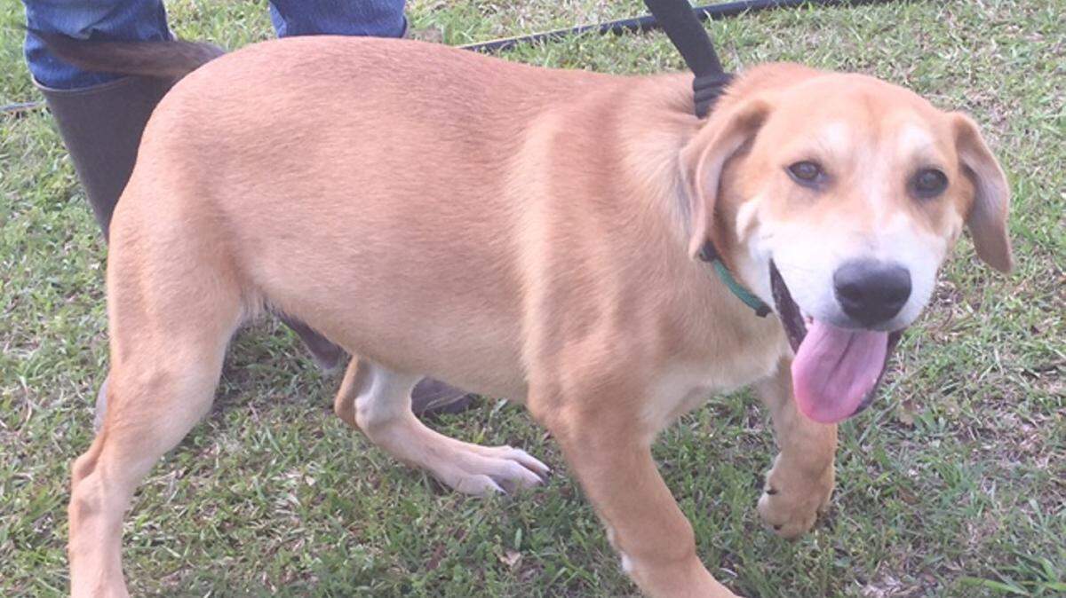 Lionel, a playful 6-month-old golden retriever mix puppy, is a rescue through the Stone County SPCA and will be available for adoption at PetSmart D'Iberville on Saturday from 11 a.m. to 4 p.m. along with a variety of other dogs and cats. The Stone County SPCA is at 1989 Hwy. 26 West, Wiggins. The phone number is 601-928-1930, and hours of operation are 9 a.m. to 3 p.m. Monday through Saturday. Visit their website, stonecountyspca.org, to see all the animals available for adoption. General guideline for adoption rates: cats are $35, kittens $60, puppies and small dogs are $80, large dogs are $60.